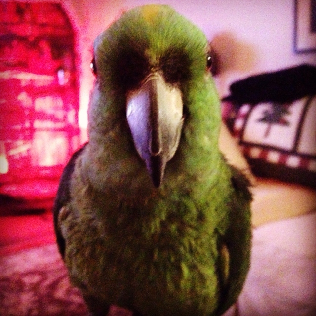 Peaches the Parrot