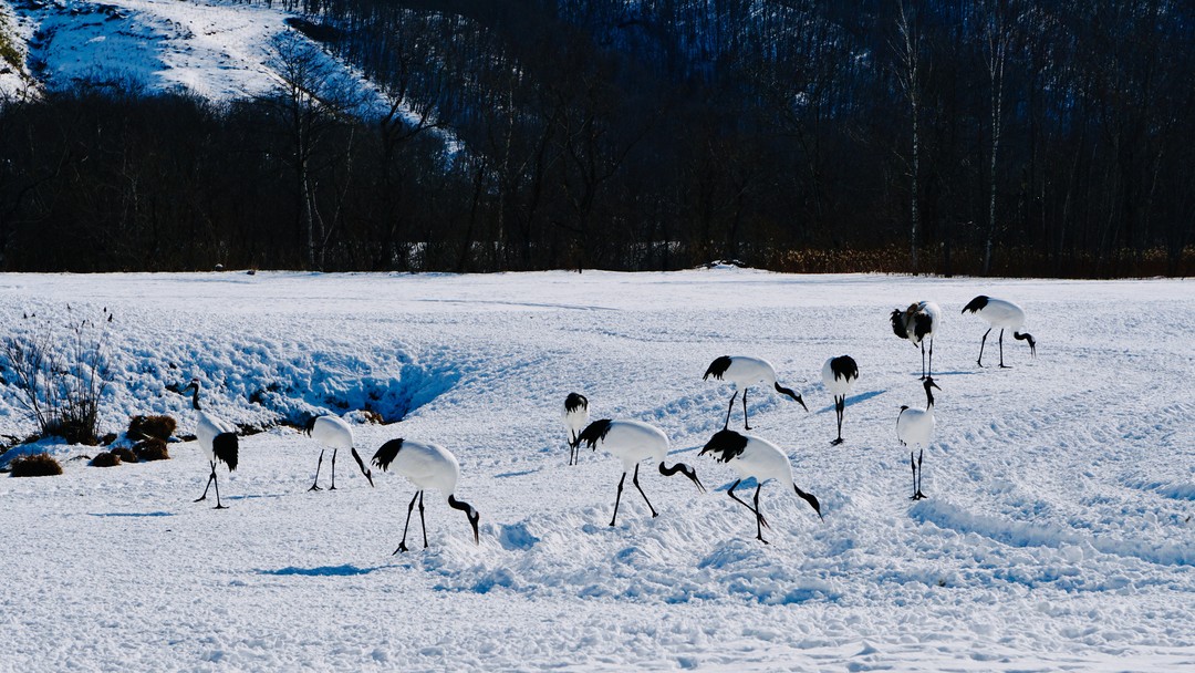 2019北海道冬季探鸟之旅