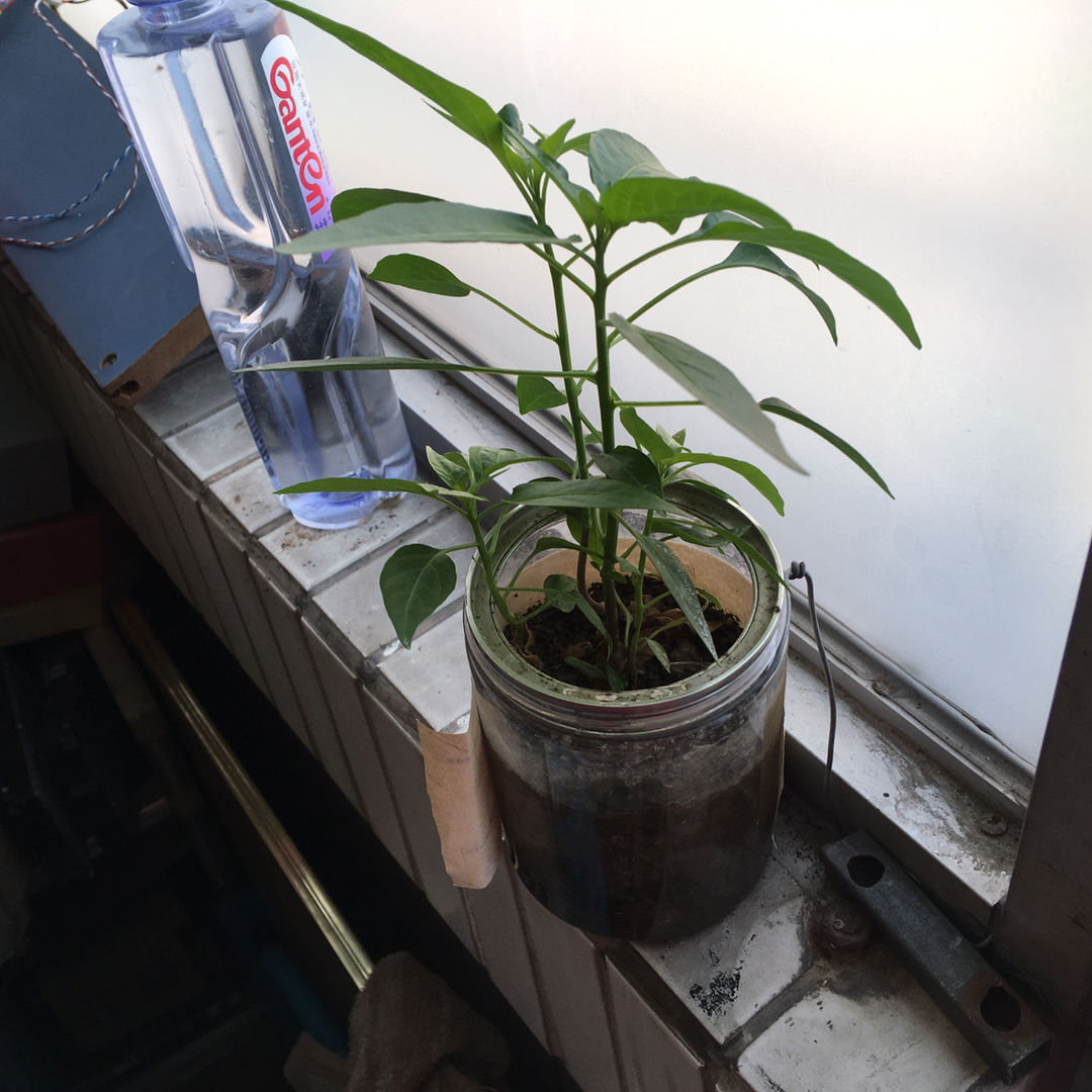  The plants 🌱 🪴 grow well