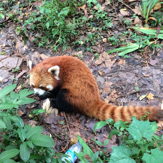 被萌得要出去跑圈