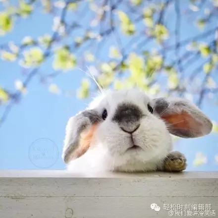 大家萌才是真的萌，垂耳兔才是最萌的！