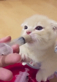 小花裙的猫喝奶