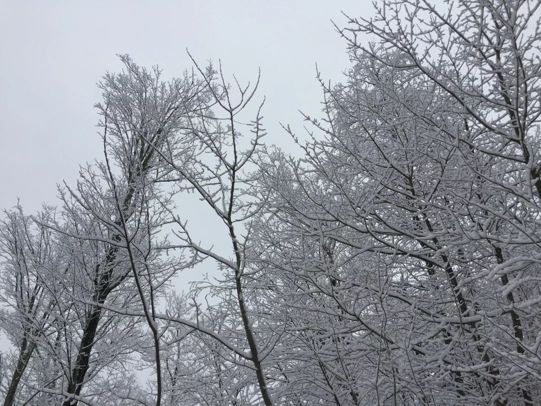 下雪了之后真的有种白银的世界的感觉