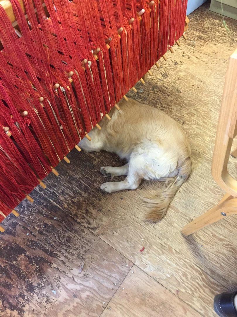 纺织老师最近在帮别人照顾狗，又多了一只治愈神器